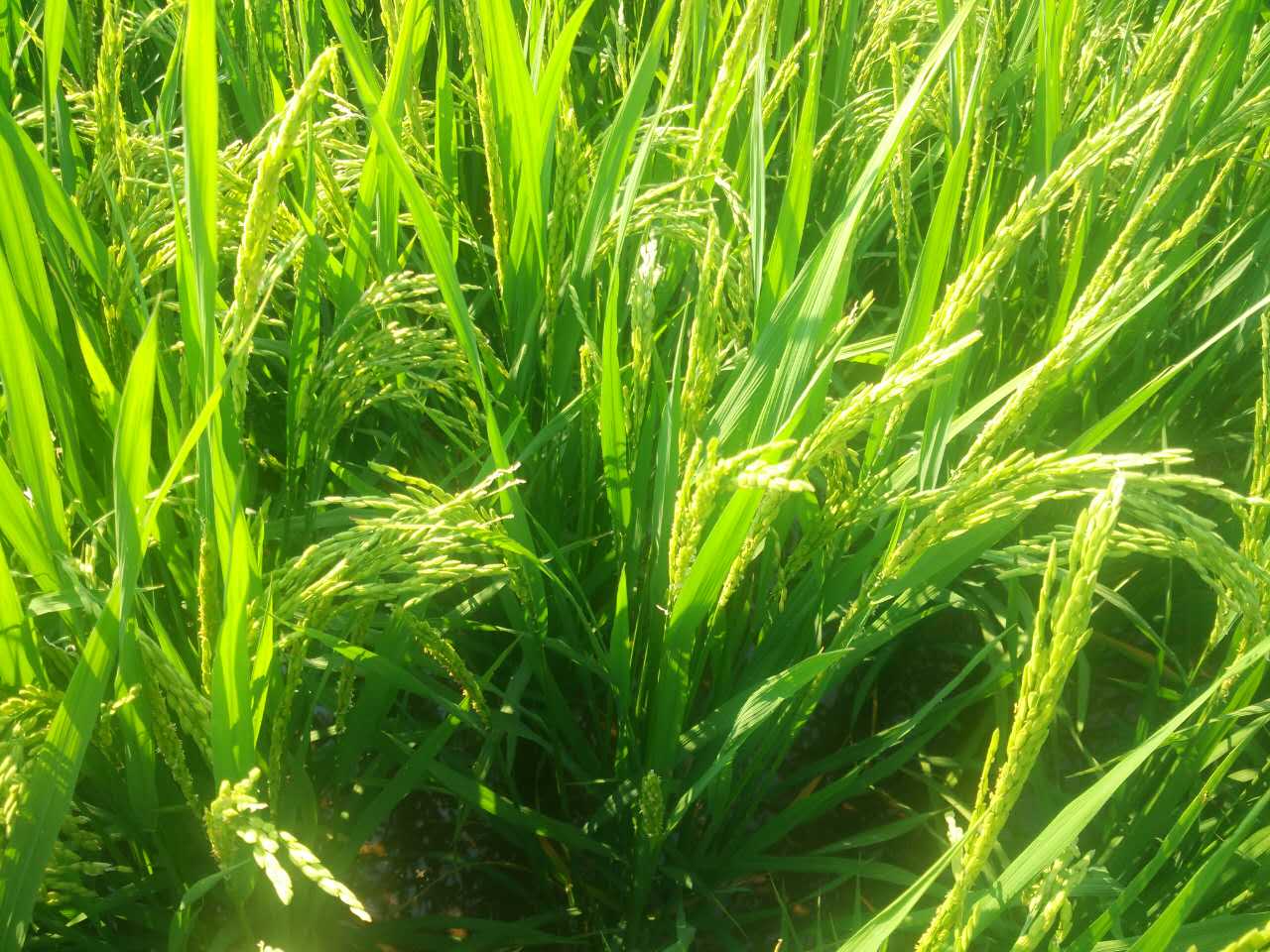 麻豆电影网站生长后期种植技术管理